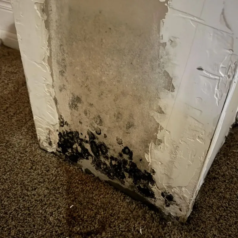 Professional Mold Removal in Basye, VA